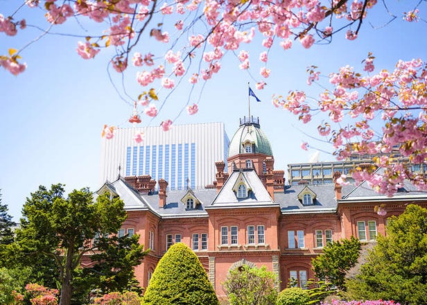 2024년 삿포로 벚꽃 여행을 위한 꽃놀이 장소와 데이트 명소 정리
