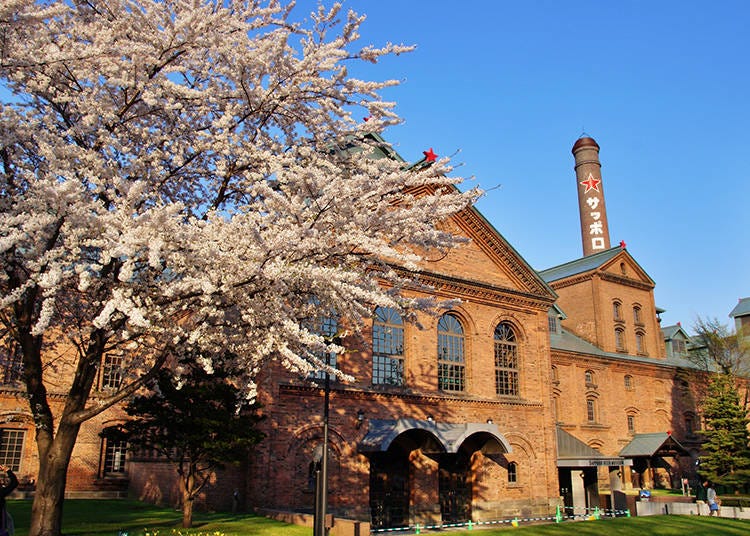 Cherry blossoms in front of the Sapporo Beer Museum (Photo: PIXTA)