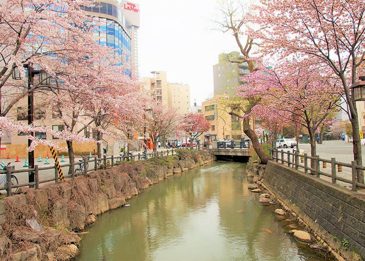 Around 6 blocks south of Susukino, cherry blossoms bloom along the Sosei River (Photo: PIXTA)