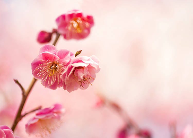 Plum blossoms (Photo: PIXTA)