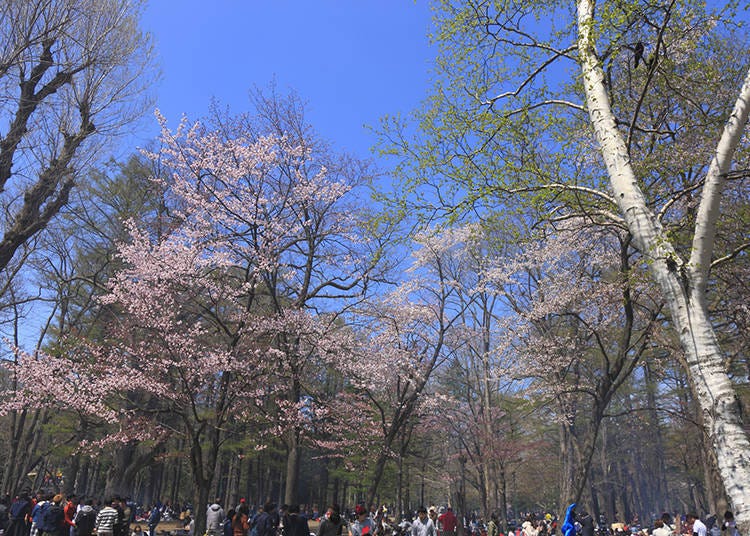 Crowds gather to enjoy the blossoms at Maruyama Park (Photo: PIXTA)