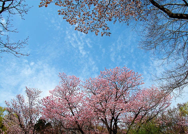 Blossoms at Maruyama Park (Photo: PIXTA)