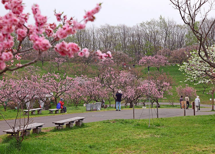 Plum and cherry trees bloom around the same time at Hiraoka Park (Photo: PIXTA)