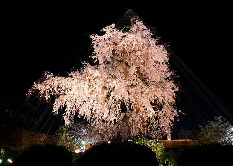 마루야마 공원의 밤 벚꽃 (Photo: PIXTA)