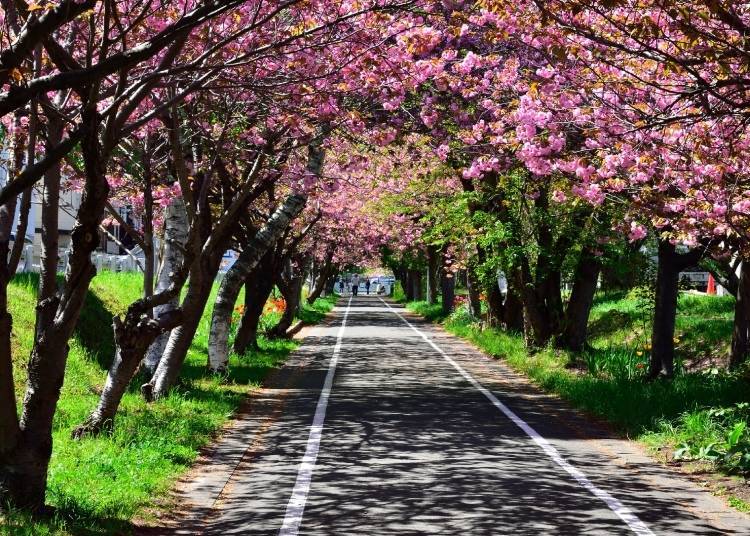 히가시삿포로의 시로이시 사이클링로드에는 벚꽃 터널이 있어 사이클링족에게 인기다  (Photo: PIXTA)