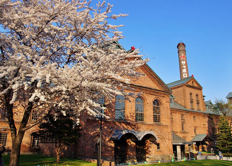 札幌啤酒博物館前的櫻花樹　圖像來源：PIXTA