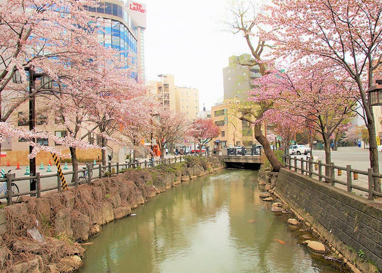 在薄野以南6個街區，沿著創成川(Sosei)河岸盛開的櫻花樹　圖像來源：PIXTA