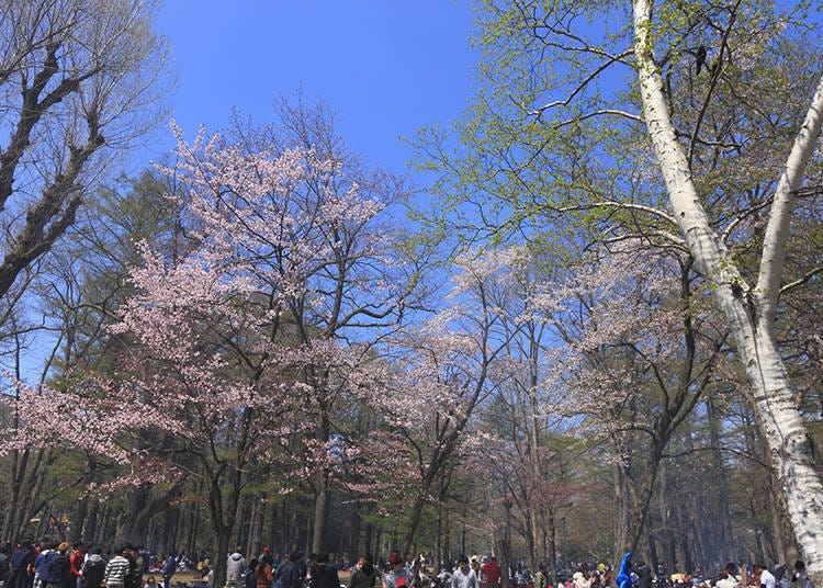 聚集在圓山公園中賞櫻的群眾　圖像來源：PIXTA