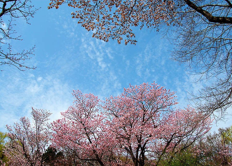 圓山公園櫻花花景　圖像來源：PIXTA