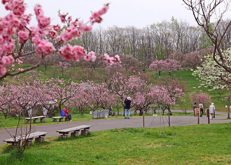 平岡公園內櫻花與梅花齊放之花景　圖像來源：PIXTA