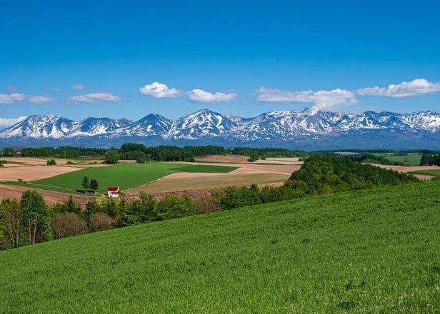 Capturing the Essence of Hokkaido: A Photographer's Guide to Summer's Top Photo Spots