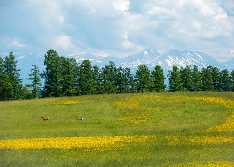 Hokkaido’s Top 3 Summer Wildlife Shots