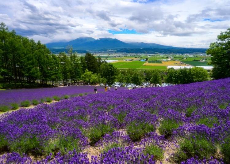 Flower Meadows