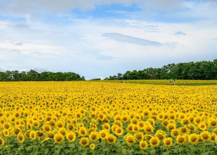 Hokkaido’s Top 3 Summer Landscape Shots