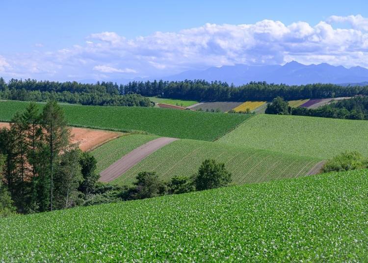 홋카이도의 여름은 겨울만큼 특별하다