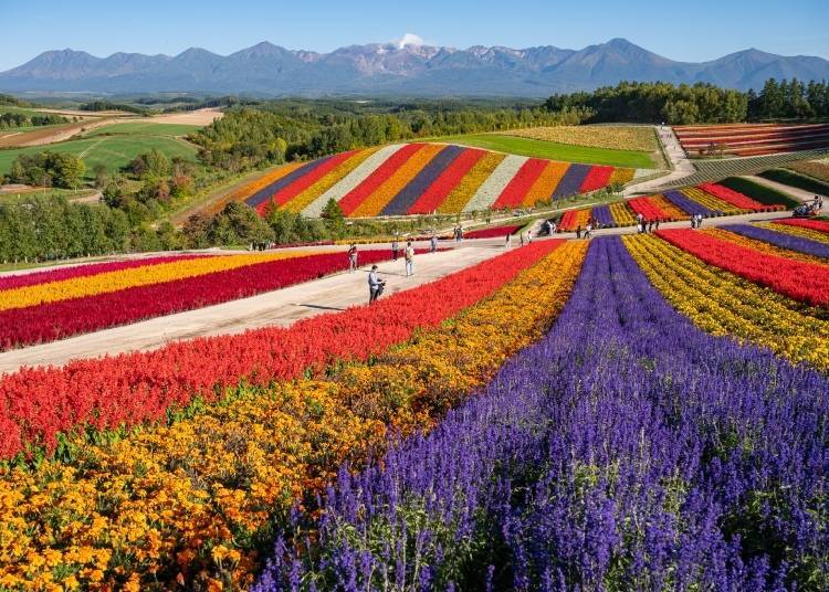 비에이의 패치워크 언덕