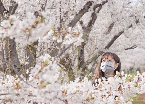 Sakura In Hokkaido - Top 10 Sakura Spots Recommended by a Long-Time Resident of Sapporo