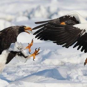 Eagle and Wildlife Watching Tour
Image: Viator