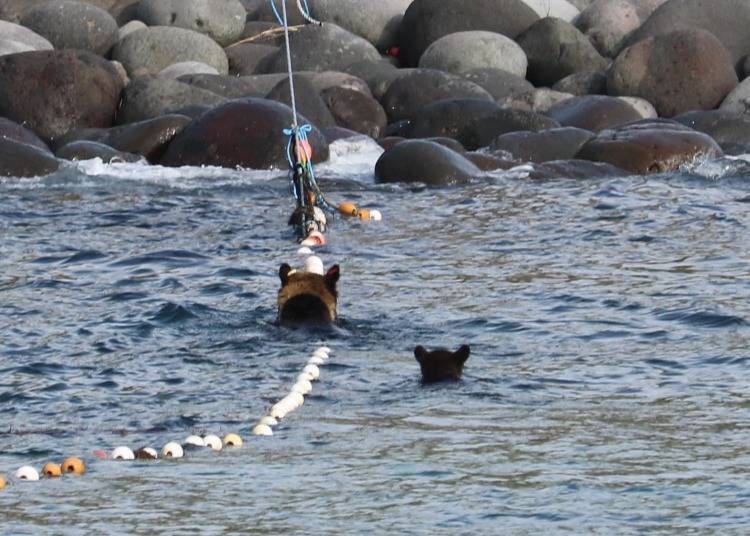 배를 타고 물속에 있는 불곰의 유쾌한 광경을 즐기는 모습 (사진 제공: Lan "It's Hokkaido - Doto Life")