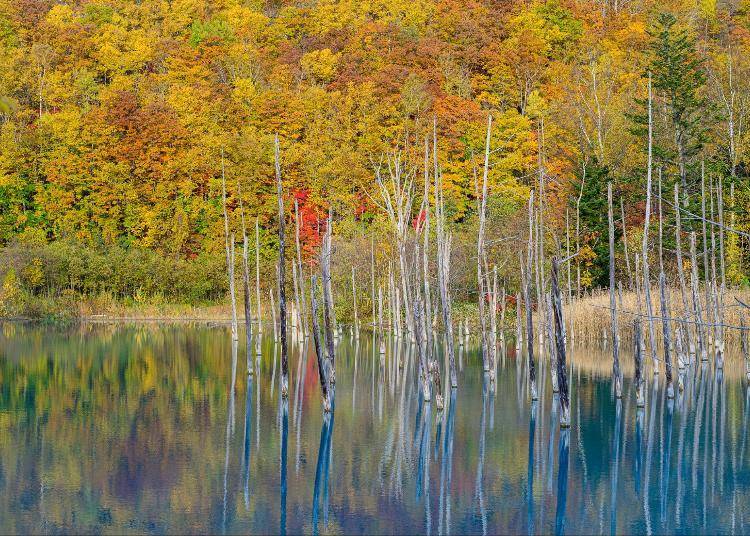 가을철 푸른 연못