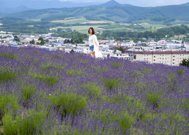 Summer 2023 Hokkaido Flower Tours - Journey through Japan's Dreamy Lavender Wonderland!