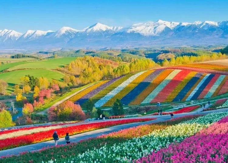 Summer 2025 Hokkaido Flower Tours: Journey through Japan's Dreamy Lavender Wonderland
