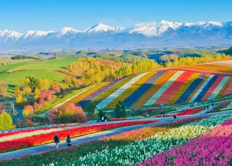 Summer 2024 Hokkaido Flower Tours - Journey through Japan's Dreamy Lavender Wonderland!