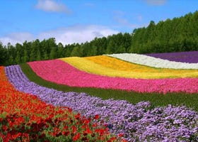 Beat the Heat in Hokkaido: Top 5 Summer Adventures from Sapporo