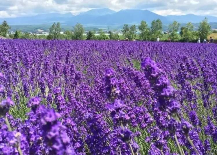 ▲ Lavender fields in Furano at their peak in July