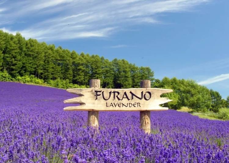 ▲ Lavender fields at Farm Tomita (Photo: KKday)