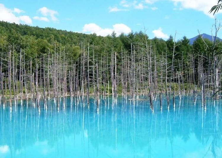 ▲ The shimmering Blue Pond in Biei (Photo: KKday)