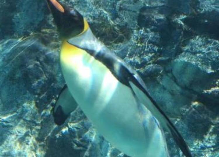 ▲ Penguins at Asahiyama Zoo in Asahikawa (Photo: KKday)