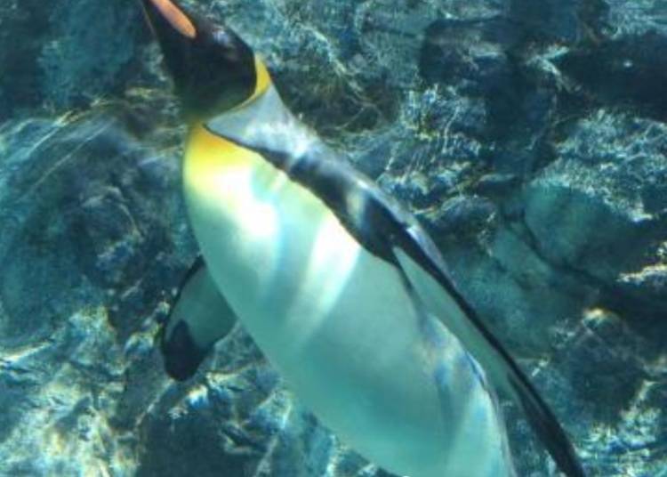 ▲旭川市旭山動物園のペンギン（画像提供：KKday）
