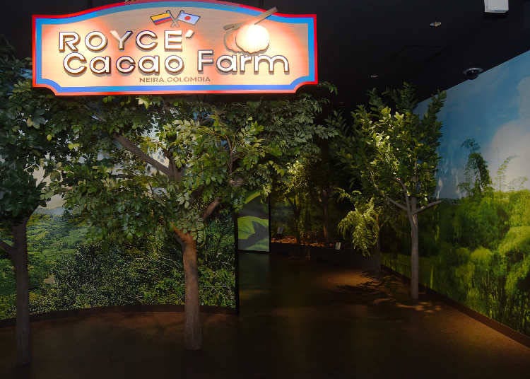 Cacao Farm Zone (3F): A Faithful Reproduction of ROYCE's Colombian Farm – Interactive and Engaging!
