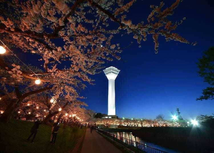 Caption: The cherry tree-lined paths are illuminated, creating a fantastical world. Photo courtesy of Goryokaku Tower.