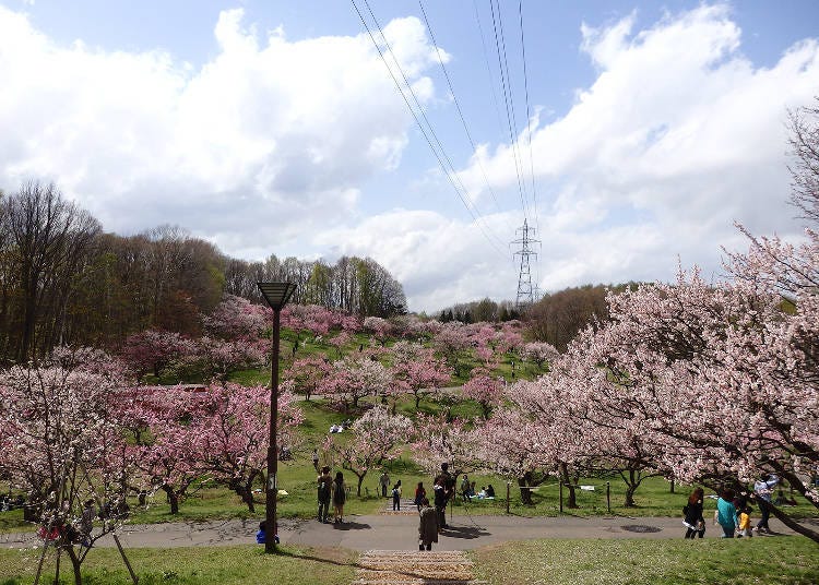 Image provided by the Sapporo City Parks and Greenery Association.