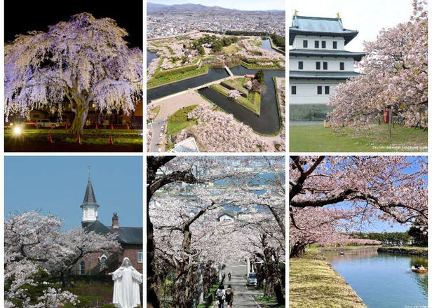 Complete Guide to Cherry Blossoms in Hakodate & Southern Hokkaido (Best in Early May)
