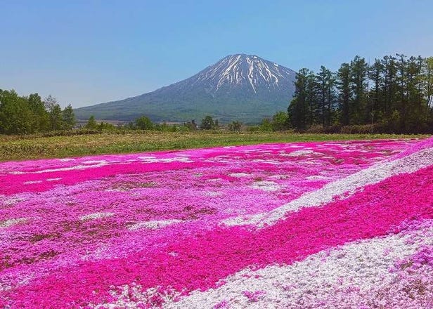 홋카이도 시바자쿠라 - 약 1개월 동안 감상 가능한 아름다운 핑크빛 카펫이 깔린 시바자쿠라를 볼 수 있는 홋카이도의 명소 4곳