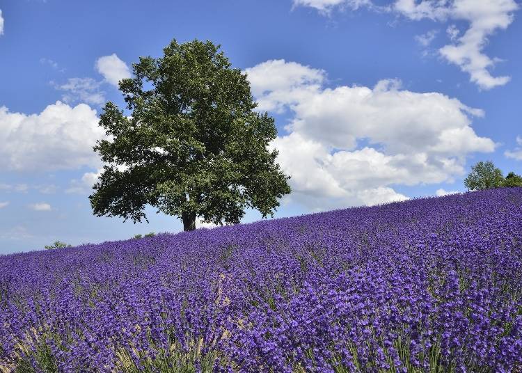 2. Wander Through Vibrant Flower Fields