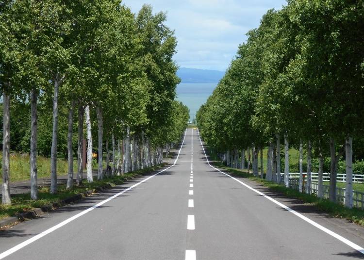 5. Stroll Among the Stunning White Birch Rows