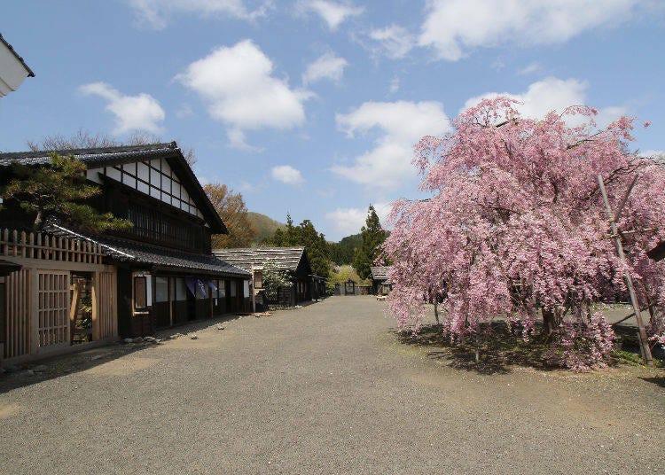 ▲松前藩屋敷の桜