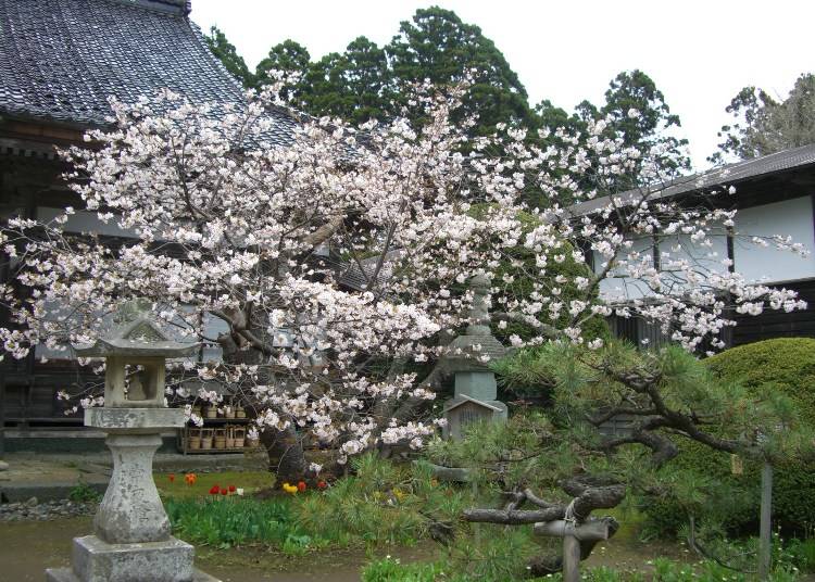 ▲血脈桜（写真提供：松前町）