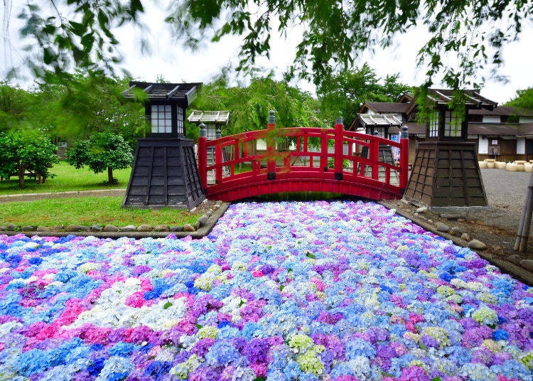 ▲７月下旬には、色彩豊かなあじさいで藩屋敷水路を飾る「浮き紫陽花」も開催（写真提供：松前町）