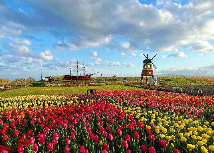 Tulips at Saraki Cape (Photo courtesy of Kikonai Tourism Association)