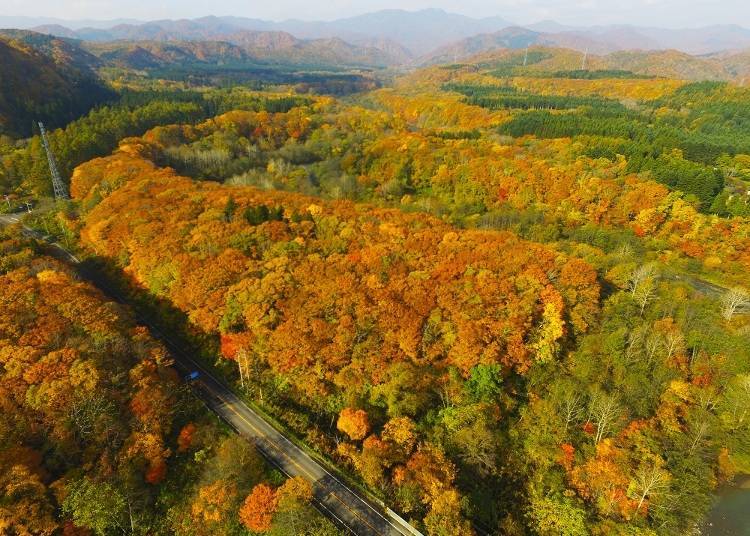 Driving through the mountainous roads between Shirai and Fukushima. The fall foliage is stunning around mid-October! (Photo courtesy of Fukushima Town)