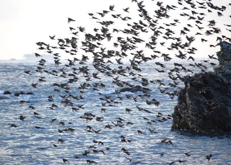 The sight of countless birds taking flight is truly breathtaking! (Photo provided by Matsumae Town)