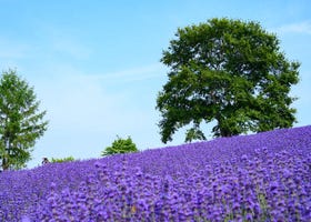 富良野だけじゃない！夏の札幌でラベンダーの絶景を楽しむ1日旅行プラン