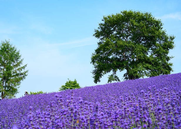 Summer Adventure! Sapporo Day Trip to Enjoy Gorgeous Lavender Fields