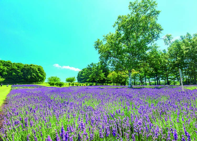 A True Hokkaido Experience: A Beautiful Blend of White Birch and Lavender
