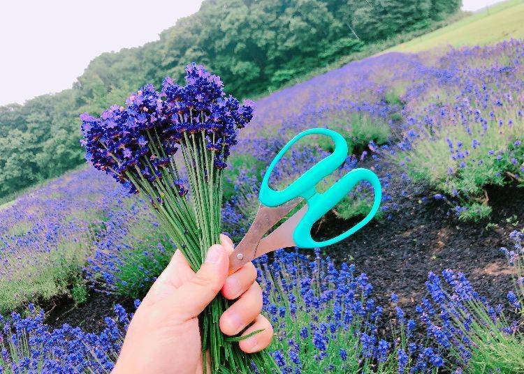 Experience Lavender Harvesting For Yourself!